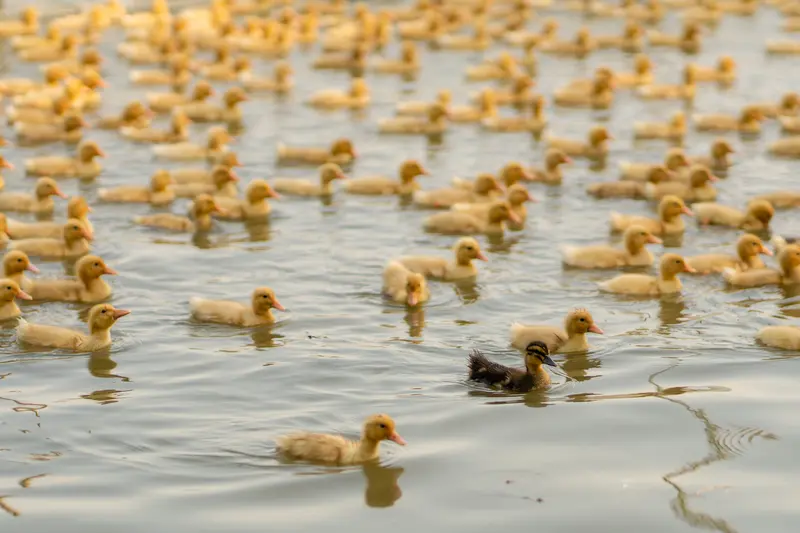 Ugly duckling - lelijk eendje